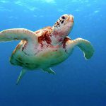 เปิดตำนาน วิธีการเล่นหุ้นแบบ “เซียนเต่า” The Turtle Trader !! (ตอนที่ 6)