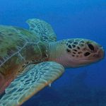เปิดตำนาน วิธีการเล่นหุ้นแบบ “เซียนเต่า” The Turtle Traders !! (ตอนที่ 8)