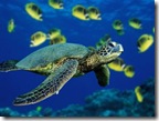 หุ้น_green-sea-turtle